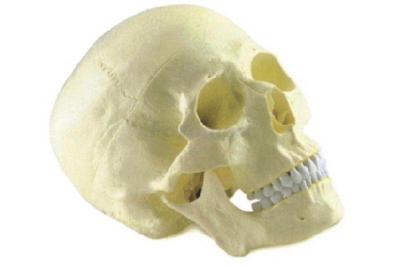 Skull Model FYM1107
